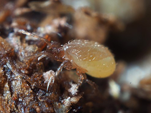 Stratiolaelaps scimitus adulte